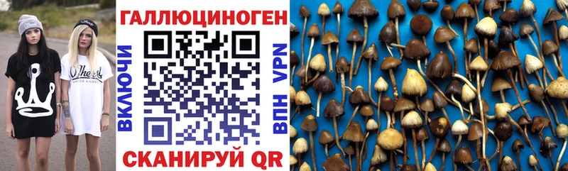 Галлюциногенные грибы Psilocybe  Тверь 